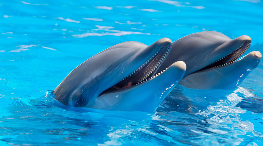 dolphin - Jardim Zoológico – Um Ponto de Paragem em Lisboa