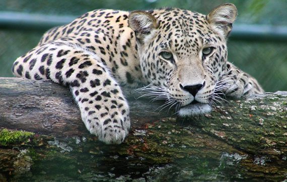 tiger 570x363 - Jardim Zoológico – Um Ponto de Paragem em Lisboa