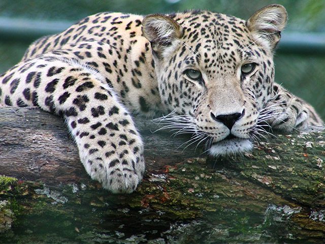 tiger 640x480 - Jardim Zoológico – Um Ponto de Paragem em Lisboa