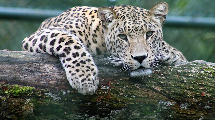 tiger - Jardim Zoológico – Um Ponto de Paragem em Lisboa